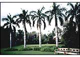 Contemporary Garden in the Suburbs of Lahore